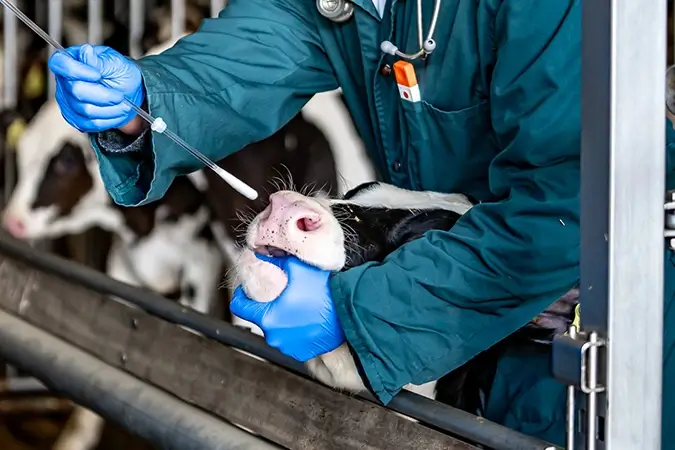 Kälbchen bei Behandlung durch Tierarzt im Stall
