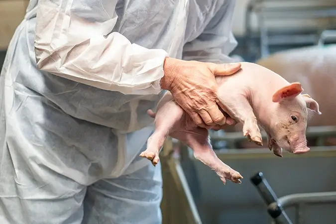Tierarzt im Schutz- und Hygieneanzug untersucht ein Ferkel auf seinem Arm