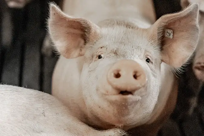 Mastschwein im Stall neben Artgenossen