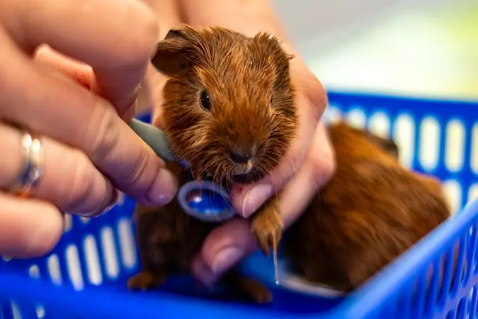 Braunes Meerschweinchen beim Tierarzt
