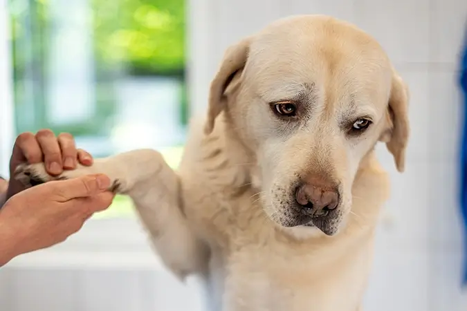 Heller Labrador in der Tierarztpraxis Lüllmann wird an der Pfote untersucht