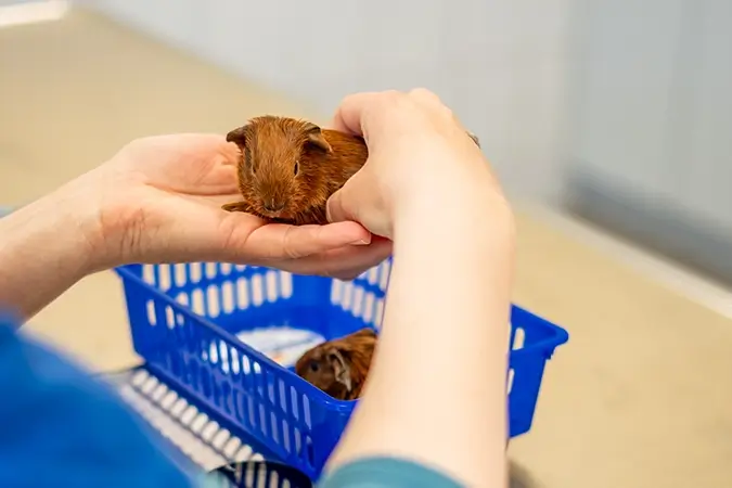 Tierärztin hält Meerschweinchen in der Hand