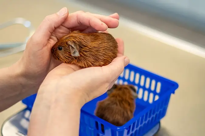 Tierärztin hält Meerschweinchen in der Hand