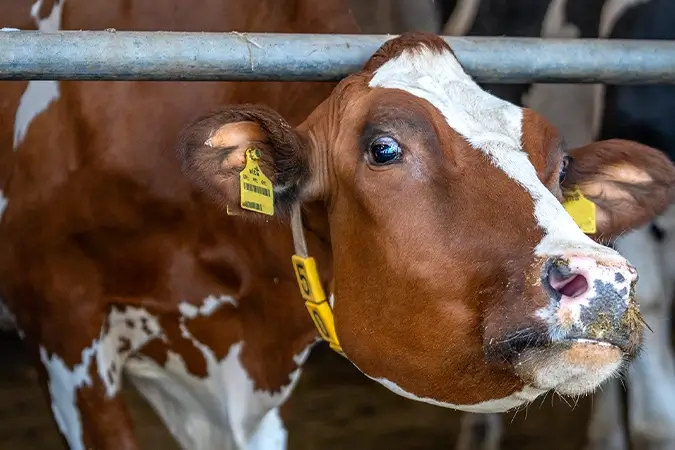 Kuh schaut interessiert in die Kamera