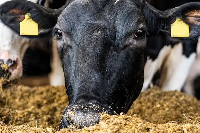 schwarze Kuh frisst Silage