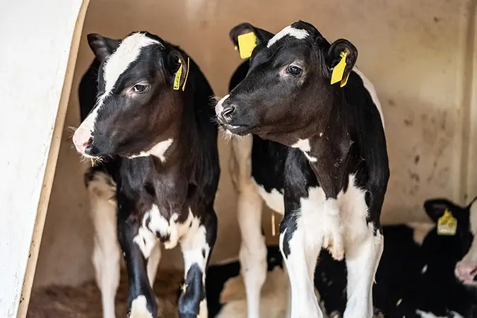 Kälbchen schauen aus Kälbchenstand