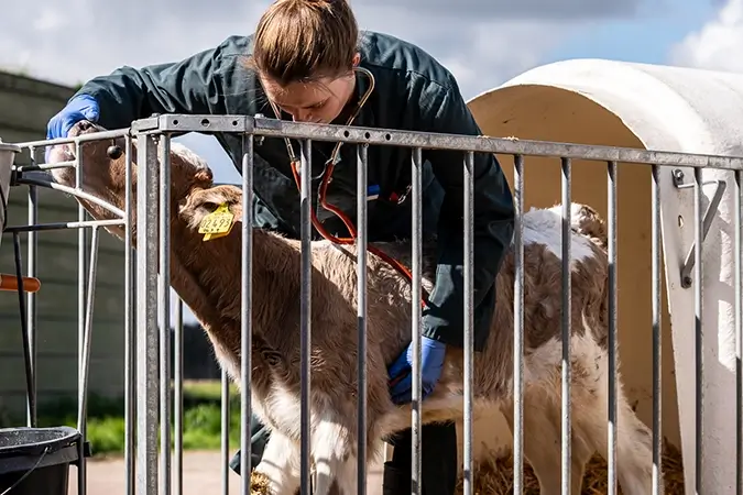 Tierärztin untersucht Kälbchen mit Stetoskop