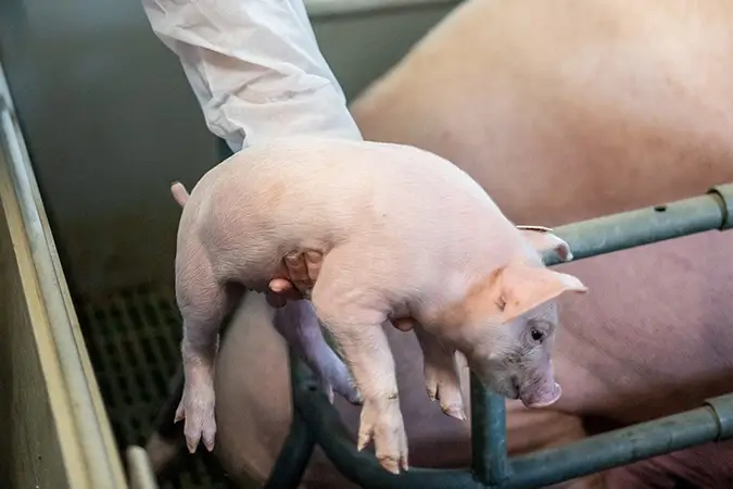 Tierarzt setzt Ferkel neben Muttertier