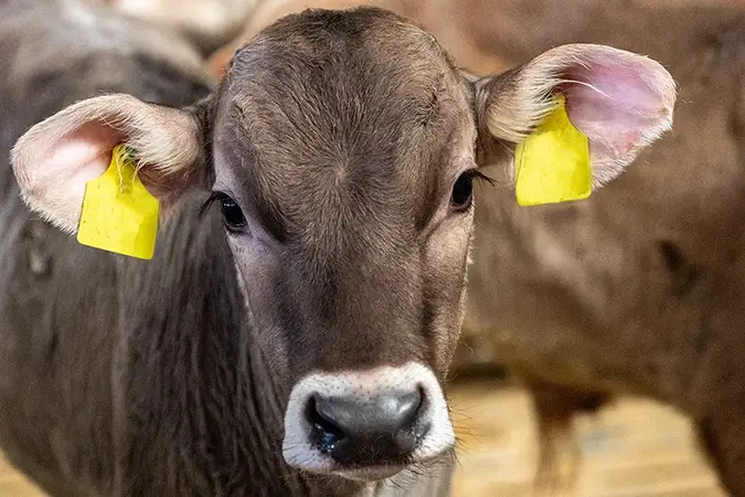 Braunes Kälbchen mit Ohrmarken
