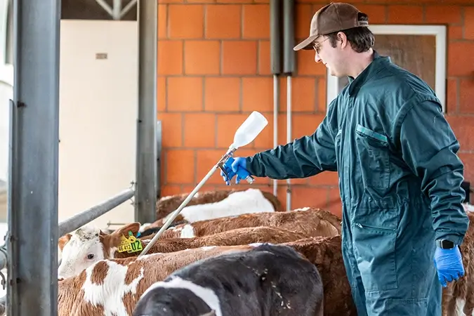 Tierarzt markiert Kälbchen