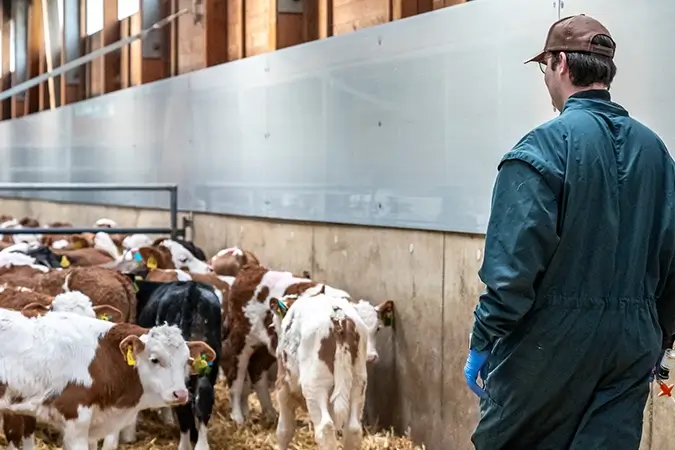 Tierarzt im Kälbchenstall