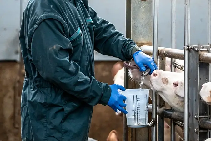 Tierarzt nimmt Wasserprobe im Kälberstall