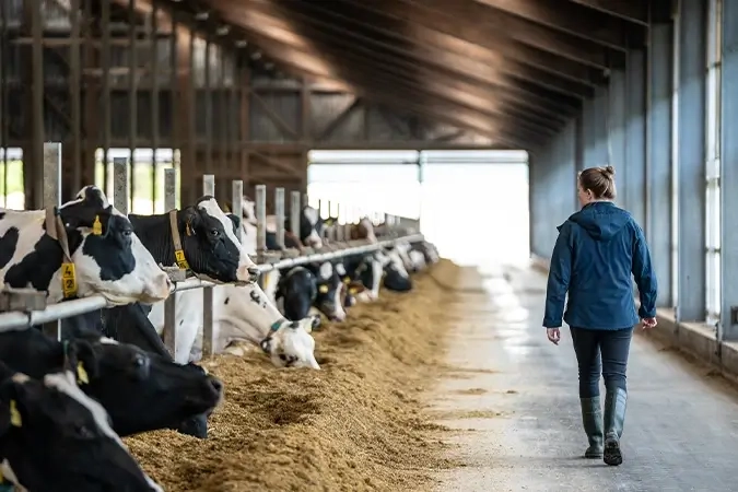 Tierärztin im Kuhstall